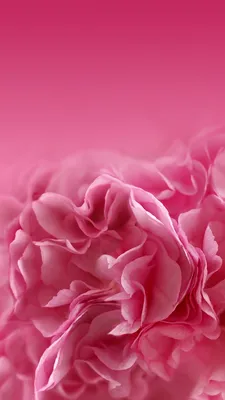 Обои | Цветы | Пионы | Peony wallpaper, Flower phone wallpaper, Flower  wallpaper