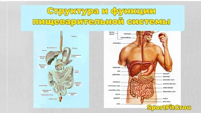 Анатомия : Пищеварительная система (SYSTEMA DIGESTORIUM).