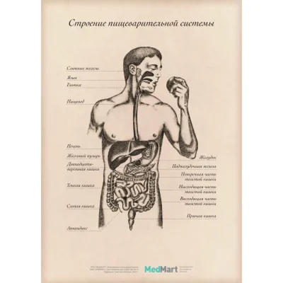 Пищеварительная Система Человека На Медицинском Фоне Организм Человека И Пищеварительная  Система С Стетоскопом — стоковые фотографии и другие картинки Пищеварительная  система человека - iStock