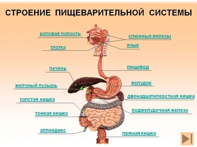 Пищеварительная система человека: как устроена, какие функции выполняет,  как улучшить ее работу?