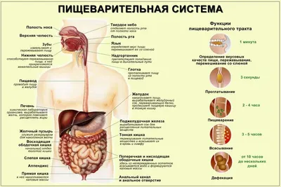 10 увлекательных фактов о вашей пищеварительной системе. Вы не всегда  голодны, когда ваш желудок урчит | Bananas | Дзен