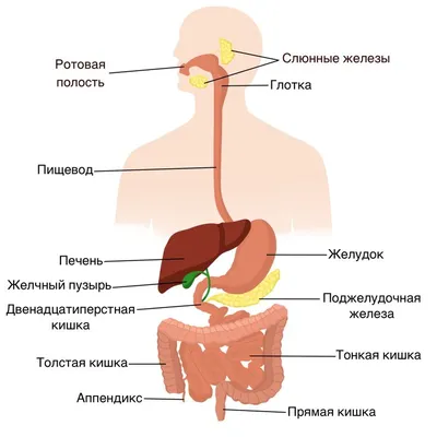 Пищеварительная система человека - ppt download