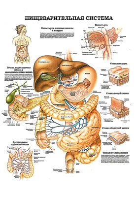 Пищеварительная система человека - Wikiwand