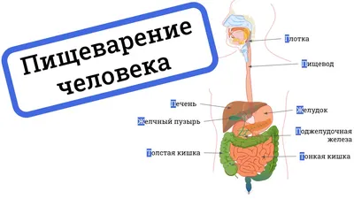 Пищеварительная система человека изолирована на белом фоне анатомия  внутренних органов | Премиум Фото