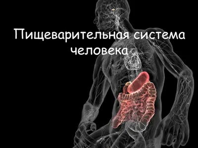 Органы Пищеварения Человека Векторная Иллюстрация — стоковая векторная  графика и другие изображения на тему Пищеварительная система человека - Пищеварительная  система человека, Кишечник, Порядок - iStock