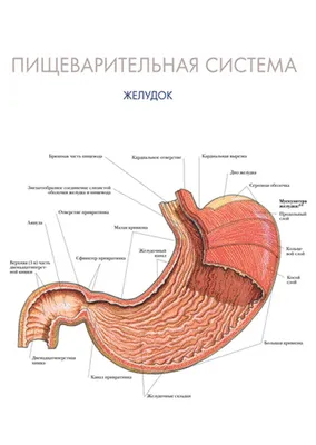 Пищеварительная система иллюстрация штока. иллюстрации насчитывающей человек  - 42136888