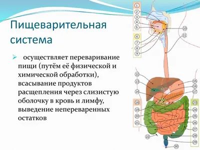 Анатомия: пищеварительная система, дыхательная система (арт. МЕД-02)  информационные стенды медицинских учреждений купить в интернет магазине с  доставкой