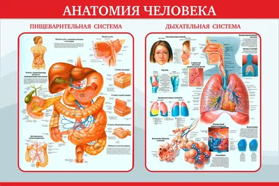 Анатомия Пищеварительной Системы Человека стоковое фото ©magicmine 589343676