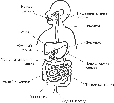 Пищеварительная Система Человека Медицинская Иллюстрация Вектора На Белом  Фоне — стоковая векторная графика и другие изображения на тему Пищеварительная  система - iStock