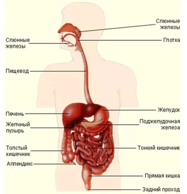 Пищеварительная система. Желчь и проток поджелудочной железы - постер  (ID#1600693879), цена: 31 ₴, купить на 