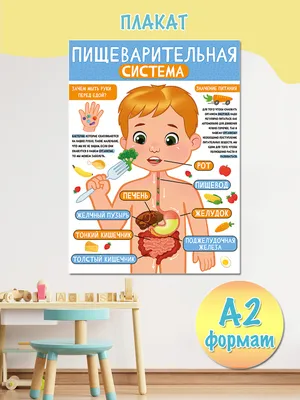 Пищеварительная система иллюстрация штока. иллюстрации насчитывающей язык -  29529235