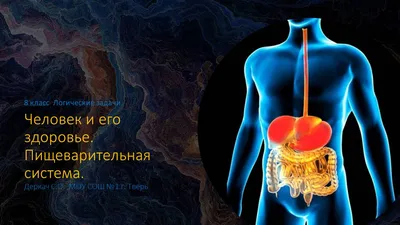 Человеческая Пищеварительная Система Большой Малый Кишечник Анатомия Вид  стоковое фото ©magicmine 324251160