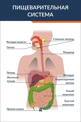 Пищеварительная система её структура и функции | Фитнес тренер Слава | Дзен