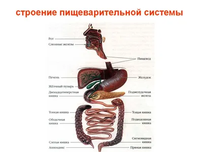 Как устроена пищеварительная система человека. Проблемы с пищеварением и  нарушения сна