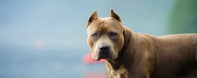 pitbull | Köpek türleri, Pitbull, En büyük köpek