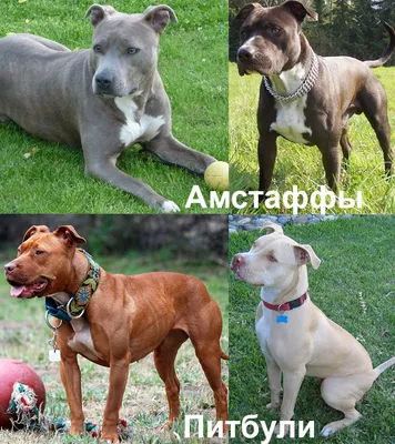 Американский питбультерьер - описание породы собак: характер, особенности  поведения, размер, отзывы и фото - Питомцы 