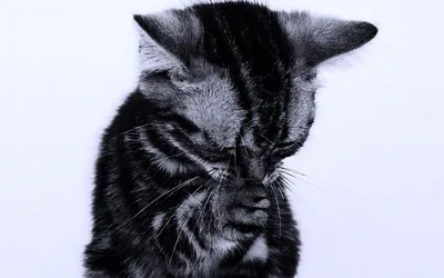Плачущий кот - 69 фото