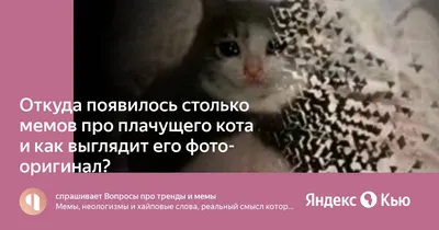 Откуда появилось столько мемов про плачущего кота и как выглядит его  фото-оригинал?» — Яндекс Кью