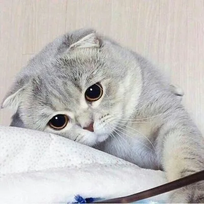 Плачущий кот: котик плачет и орет - откуда мем? Варианты мемов
