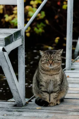 Самый грустный кот в мире: кто он и какая у него жизнь? | Animal Town | Дзен