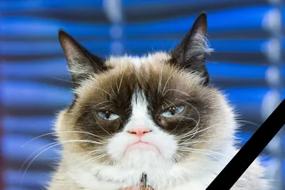 Grumpy Cat | Пикабу