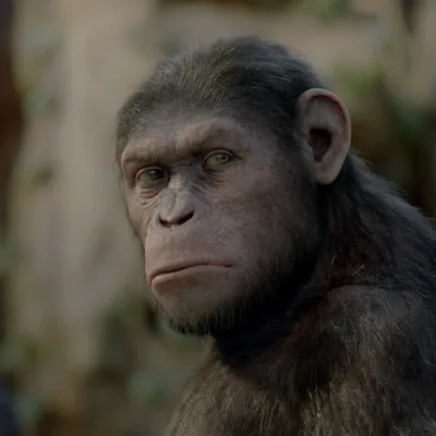 СМИ узнали, что Disney и Fox готовят новый фильм о "Планете обезьян" - РИА  Новости, 