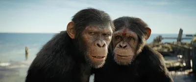 Красочные изображения обезьян в JPG | Коба планета обезьян Фото №1436280  скачать