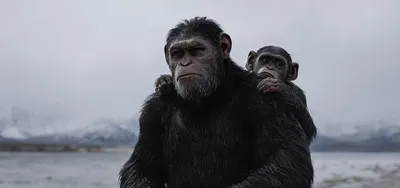 Фильм «Планета обезьян: Революция» / Dawn of the Planet of the Apes (2014)  — трейлеры, дата выхода | КГ-Портал