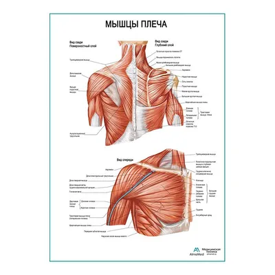 Мышцы плеча плакат глянцевый А1+/А2+ › Купить оптом и в розницу › Цена от  завода