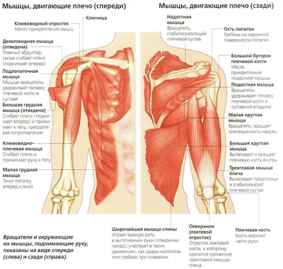 Боль в плечевом суставе ✔️: причины возникновения, диагностика и лечение