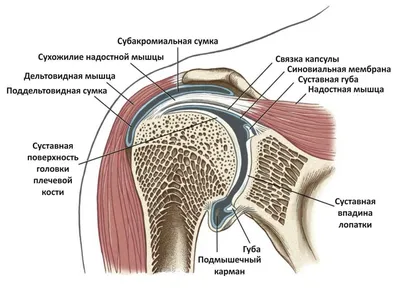 Плечо 55 картинок