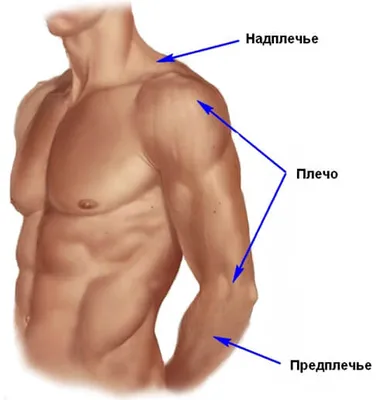 Переломы верхней (проксимальной) части плечевой кости — Травмаорто