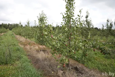 Секреты урожайности плодовых деревьев🍎