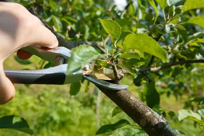 Правильная обрезка плодовых деревьев - статьи от компании Сад Вашей мечты