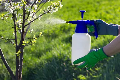 🤩Необычные плодовые деревья🌳 | Питомник Росток 🌱 | Дзен