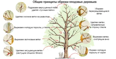 Как посадить саженцы плодовых деревьев