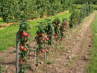 Питомник низкорослых плодовых деревьев.