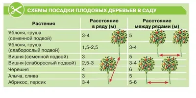 Жизненноважные показатели при выборе плодовых саженцев