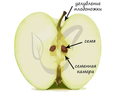 Коллекция "Семена и плоды" (id 105267955), купить в Казахстане, цена на  