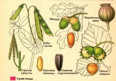 Строение цветка, соцветия, плоды и листья