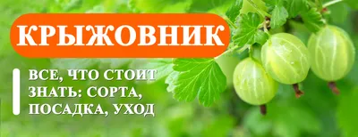 Все что стоит знать о Крыжовнике. Сорта и описания: крупноплодный, черный,  желтый, бесшипный. Саженцы крыжовника: выбор и покупка, посадка,  выращивание, уход и обрезка весной и осенью