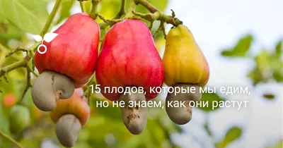 Топ-5 ядовитых ягод России – будьте внимательны!-Управление  Роспотребнадзора по Кировской области