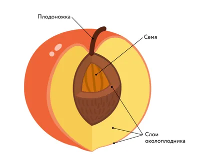Плод, подготовка к ЕГЭ по биологии