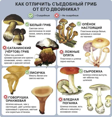 Плохие грибы картинки