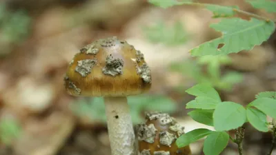 1990 MUSHROOMS USSR Soviet book СЪЕДОБНЫЕ И ЯДОВИТЫЕ ГРИБЫ КАРПАТ  Справочник | eBay