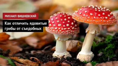 Самые ядовитые грибы в России | ВКонтакте