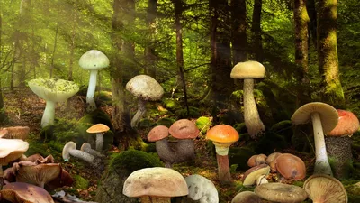 Ядовитые грибы Кыргызстана