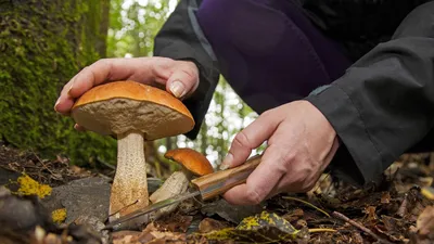 Не все ядовитые грибы горькие на вкус – миколог о популярных мифах / Статья