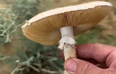 Ядовитые грибы в лесу» — создано в Шедевруме