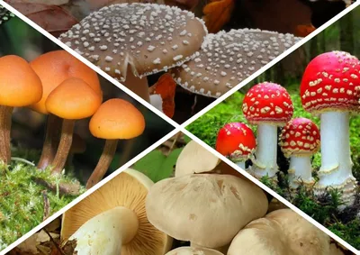 Справочник грибника: ядовитые грибы и ягоды Нижегородской области |  Информационное агентство «Время Н»